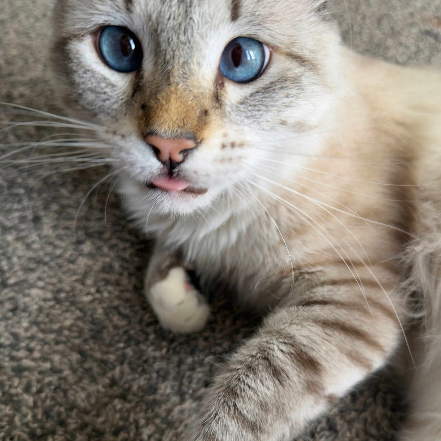 Leo joined the competition — help win amazing prizes! cat, blue_eyes, fluffy, close_up, paw, carpet, whiskers, pink_nose, pet, cute, animal, domestic_cat, feline, playful, indoor, fur, friendly, tongue_out, hand, interaction