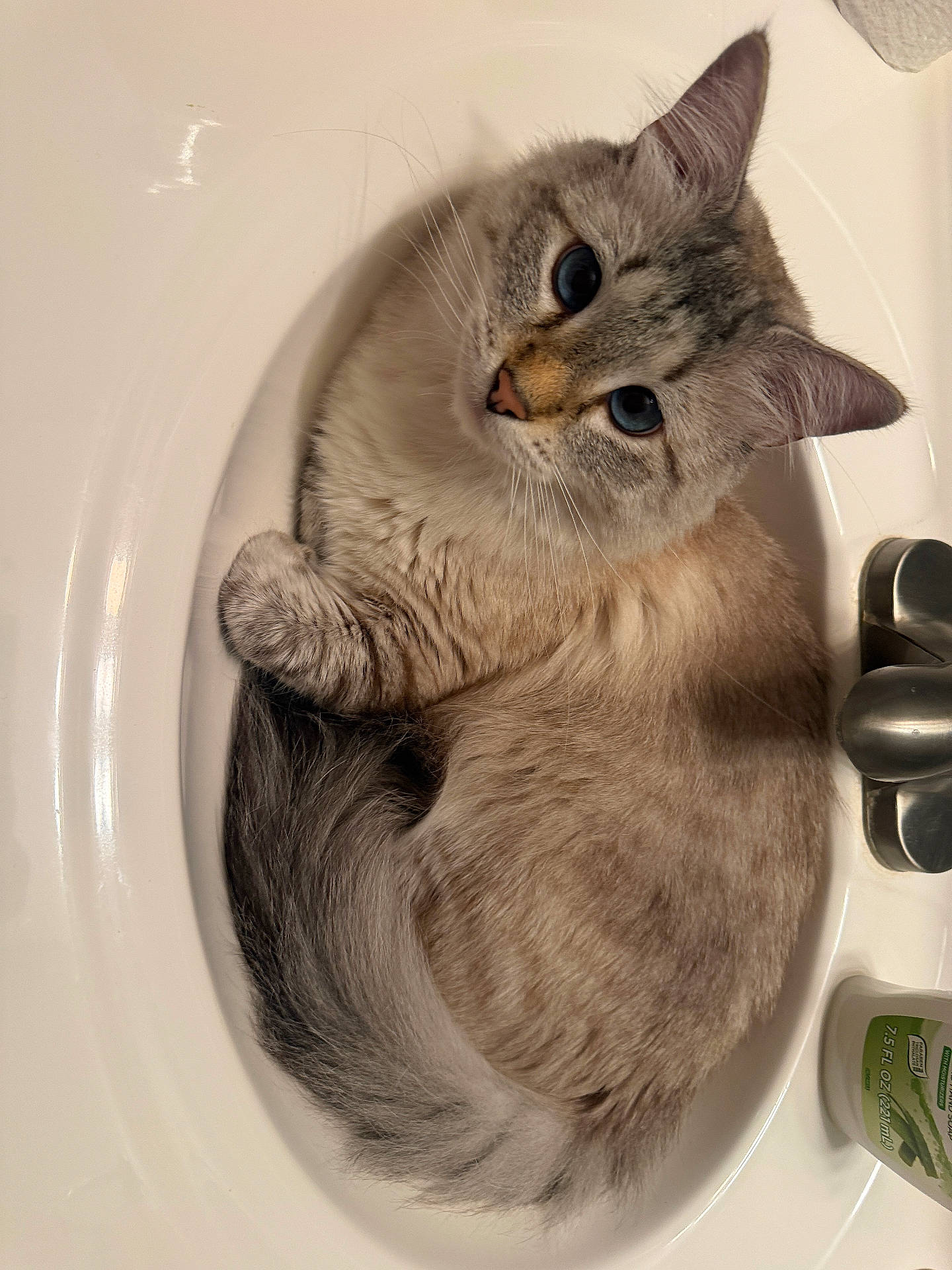 Leo joined the competition — help win amazing prizes! animal, bathroom, blue_eyes, cat, close_up, curious, curled_up, cute, domestic_animal, feline, fluffy, fur, indoor, pet, relaxed, resting, sink, tail, whiskers, white