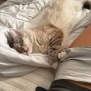 Leo joined the competition — help win amazing prizes! bed, blanket, cat, comfort, cozy, cute, fur, indoor, nap, paw, person, pet, relaxed, resting, shorts, sleeping, soft, stretching, striped, white