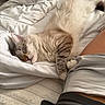 cat, sleeping, bed, blanket, white, fur, stretching, paw, person, shorts, cozy, indoor, relaxed, nap, comfort, soft, striped, resting, cute, pet