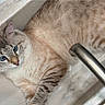 Leo joined the competition — help win amazing prizes! cat, blue_eyes, fluffy, striped_fur, sink, kitchen_sink, marble_surface, pet, indoor, relaxed, curious, whiskers, feline, domestic_cat, animal, cute, resting, close_up, soft_fur, groomed