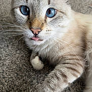 Leo is registered to the contest to win money with this photo: animal, blue_eyes, carpet, cat, close_up, closeup, curious, cute, domestic_cat, face, feline, fur, indoor, light_brown, paw, pet, playful, tongue_out, whiskers, white_paw