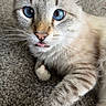 animal, blue_eyes, carpet, cat, close_up, closeup, curious, cute, domestic_cat, face, feline, fur, indoor, light_brown, paw, pet, playful, tongue_out, whiskers, white_paw