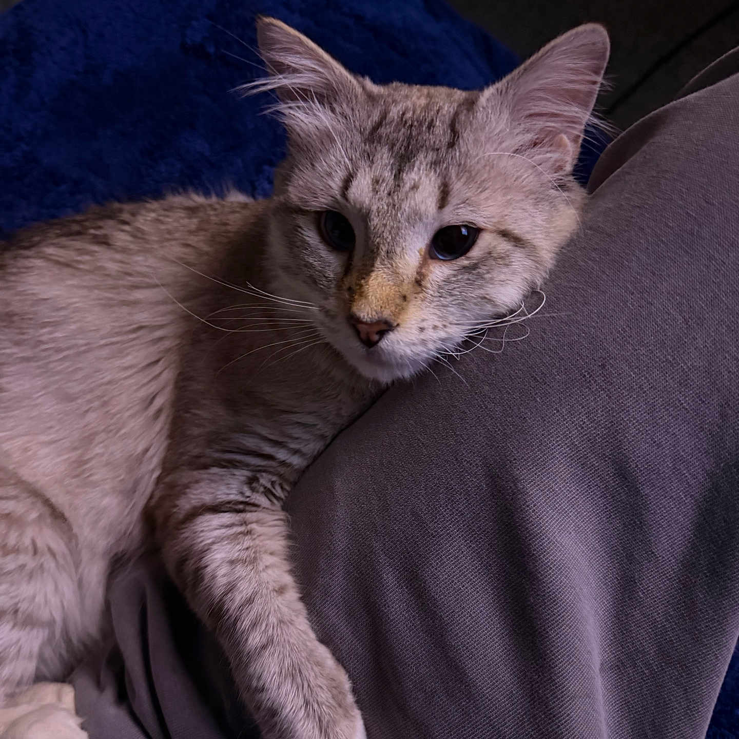 Leo