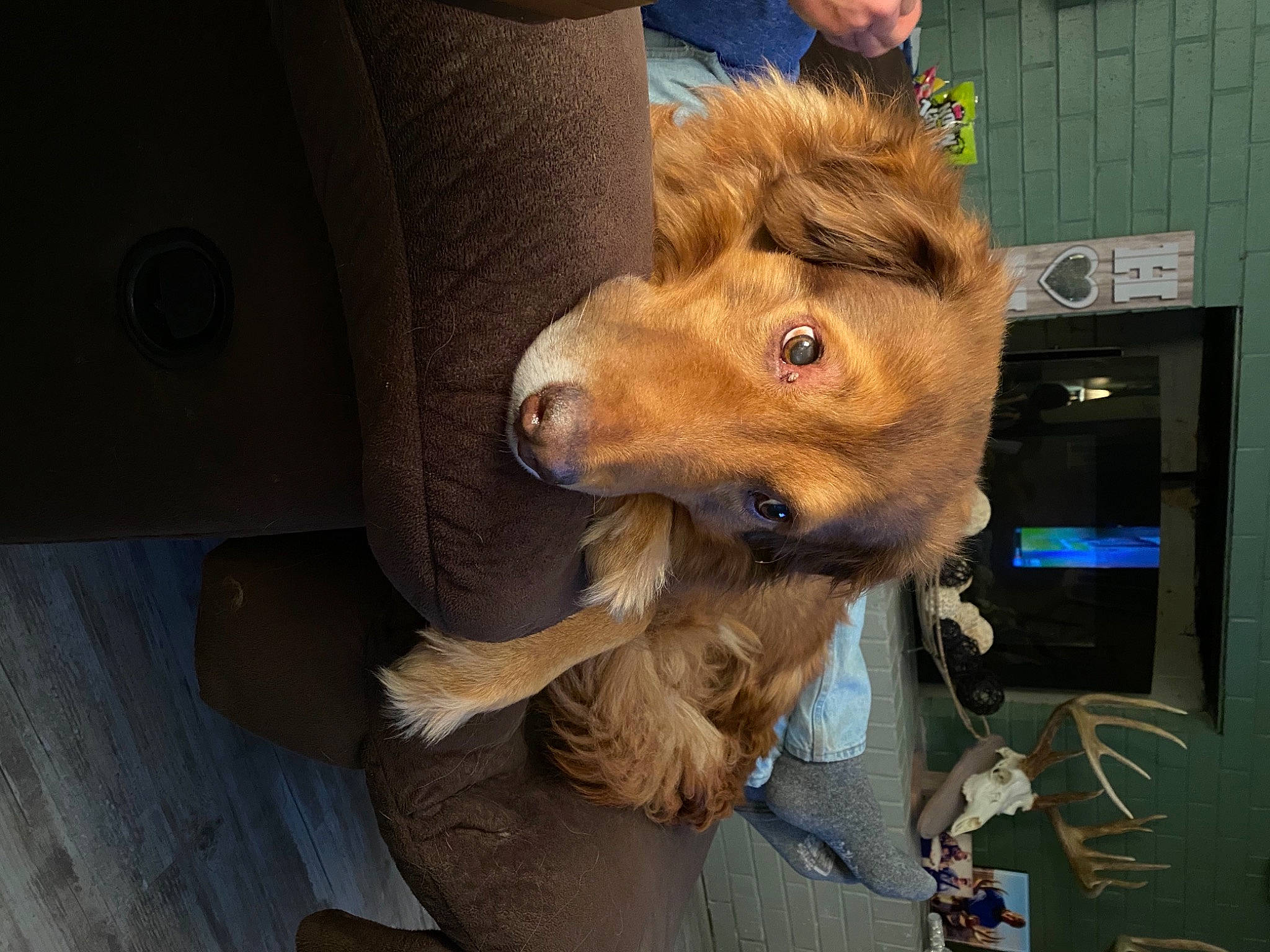 Duke is registered to the contest to win money with this photo: canidae, carnivore, companion_dog, dog_breed, ear, fawn, fur, fur_clothing, liver, selfie, snout, sporting_group, street_fashion, terrestrial_animal, whiskers, working_animal