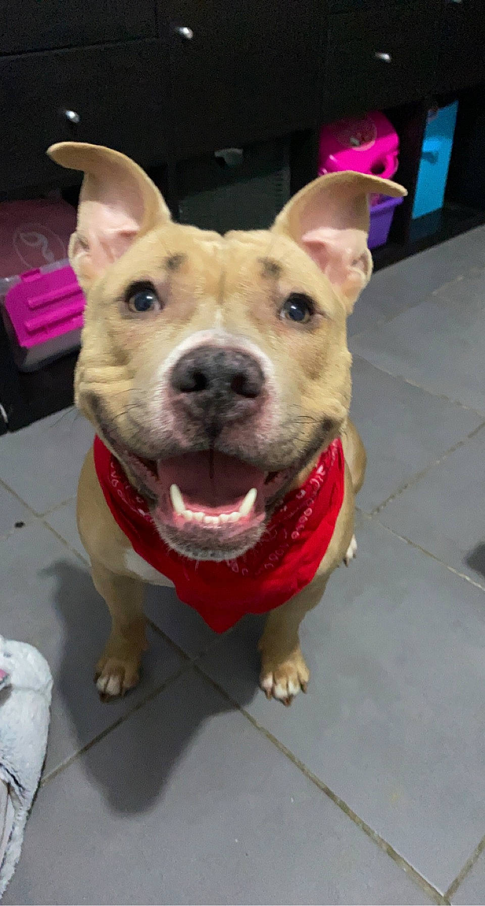 Louna participe au concours pour gagner de l'argent avec cette photo : bowl, canidae, carnivore, collar, companion_dog, dog, dog_breed, dog_collar, dog_supply, ear, fawn, fur, guard_dog, jaw, non_sporting_group, pet_supply, snout, sporting_group, whiskers, working_animal