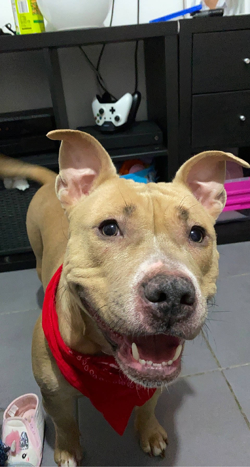 Louna a rejoint le concours — aidez-le/la à gagner de superbes lots ! ancient_dog_breeds, bull_terrier, canidae, carnivore, collar, companion_dog, dog, dog_breed, ear, eye, fawn, fur, guard_dog, jaw, non_sporting_group, snout, sporting_group, suidae, whiskers, working_animal