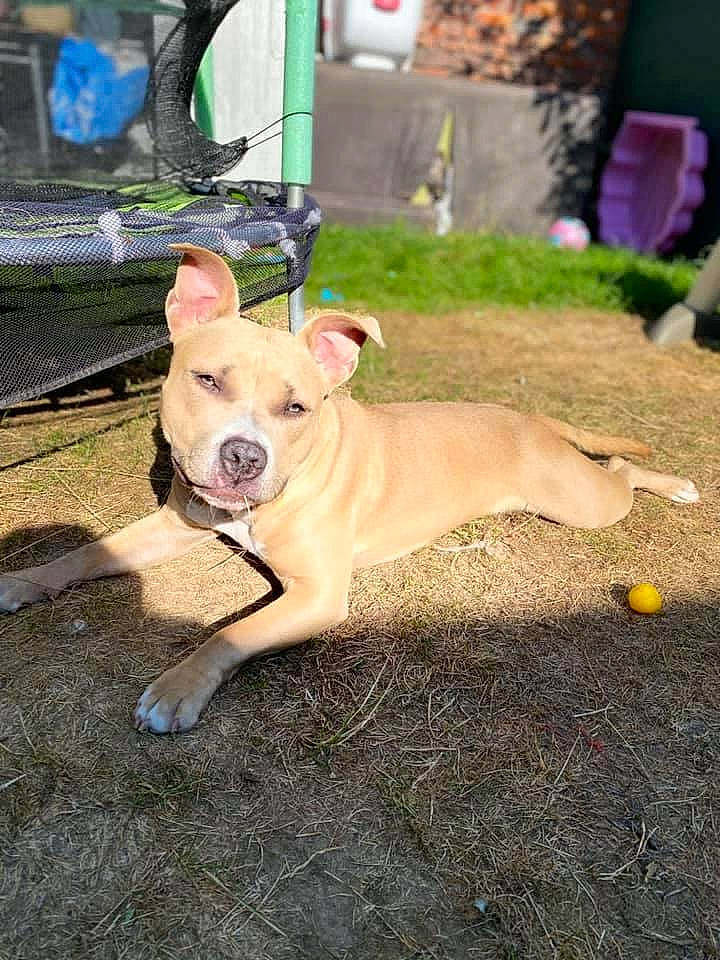 Louna a rejoint le concours — aidez-le/la à gagner de superbes lots ! canidae, carnivore, chair, collar, companion_dog, dog, dog_breed, dog_collar, dog_supply, fawn, guard_dog, houseplant, non_sporting_group, plant, snout, soil, sporting_group, tail, tire, working_animal