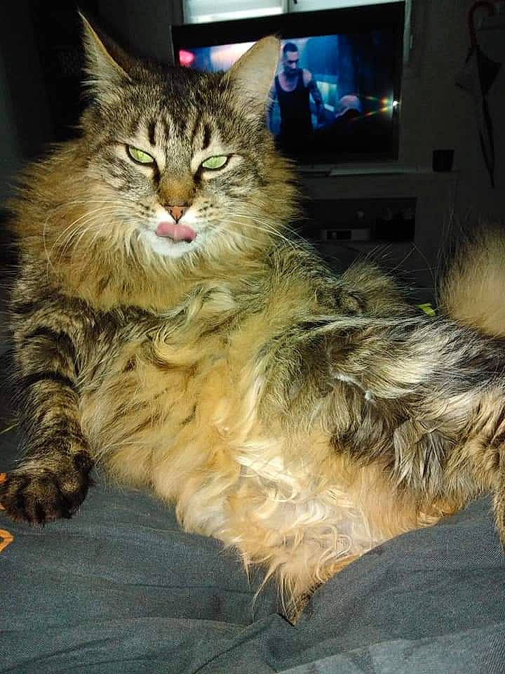 Looky participe au concours pour gagner de l'argent avec cette photo : box, carnivore, cat, claw, domestic_short_haired_cat, felidae, fur, lap, led_backlit_lcd_display, maine_coon, paw, picture_frame, siberian, sitting, small_to_medium_sized_cats, snout, tail, television, terrestrial_animal, whiskers