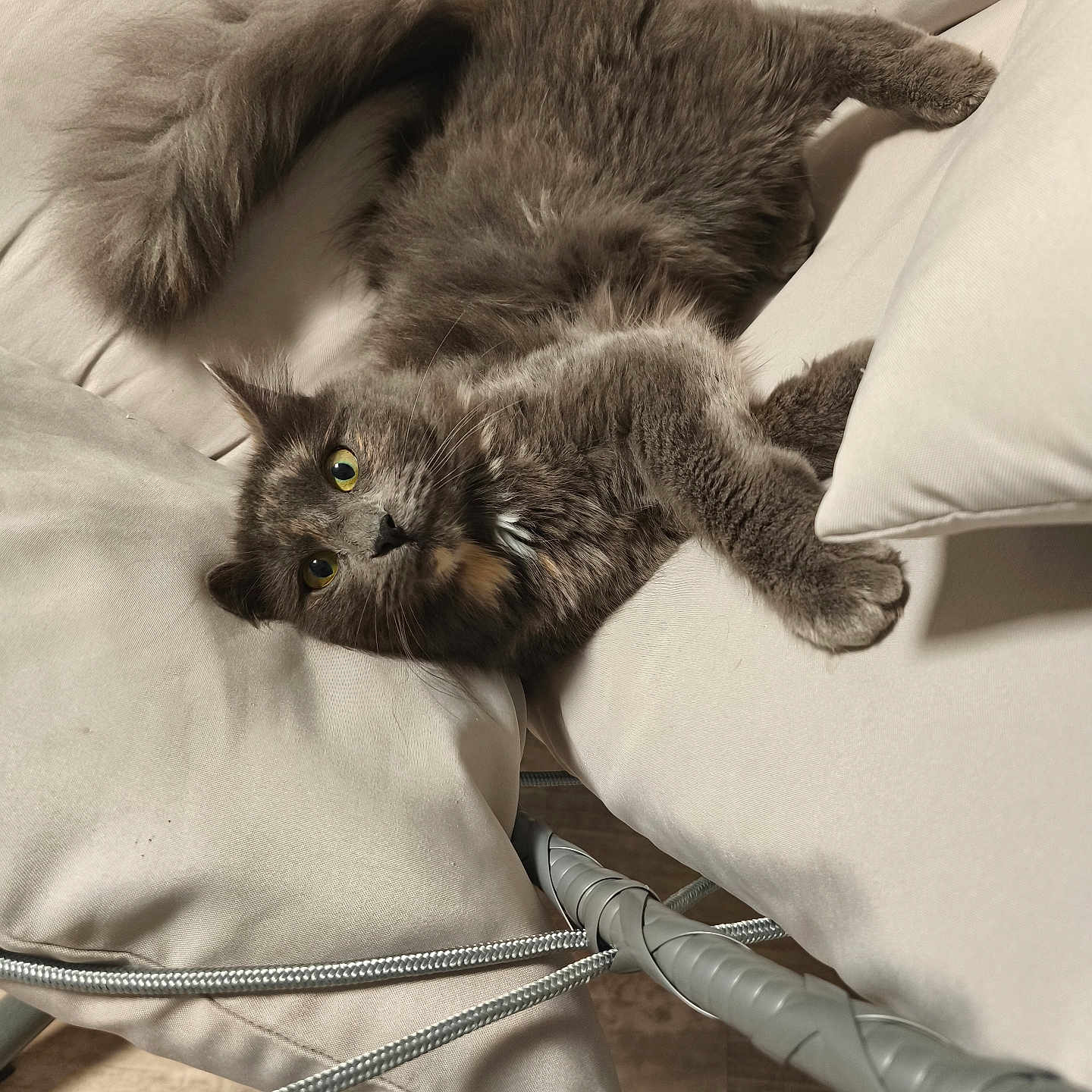 Stella