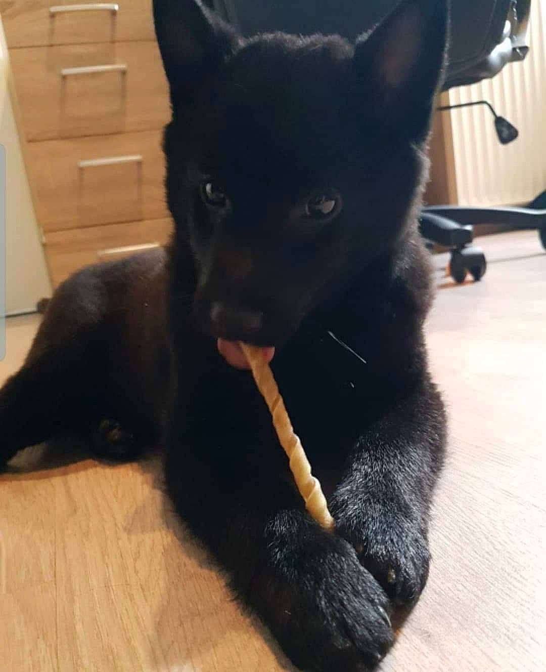 Tiger a rejoint le concours — aidez-le/la à gagner de superbes lots ! australian_kelpie, black, black_cat, black_norwegian_elkhound, canidae, carnivore, dog, dog_breed, ear, formosan_mountain_dog, kai_ken, korean_jindo_dog, mammal, non_sporting_group, norwegian_elkhound, puppy, schipperke, snout, tail, vertebrate