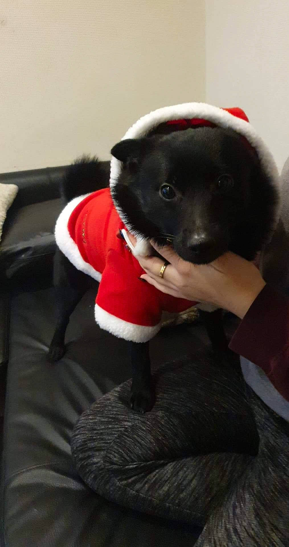 Tiger a rejoint le concours — aidez-le/la à gagner de superbes lots ! canidae, carnivore, dog, dog_breed, fictional_character, snout, sporting_group