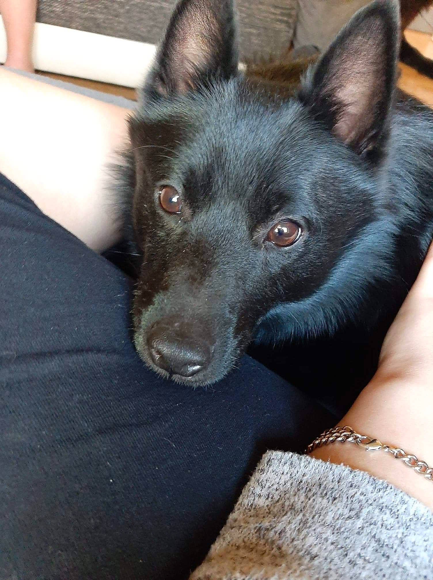 Tiger participe au concours pour gagner de l'argent avec cette photo : black_norwegian_elkhound, canidae, carnivore, dog, dog_breed, ear, formosan_mountain_dog, mammal, rare_breed_dog, schipperke, snout, vertebrate