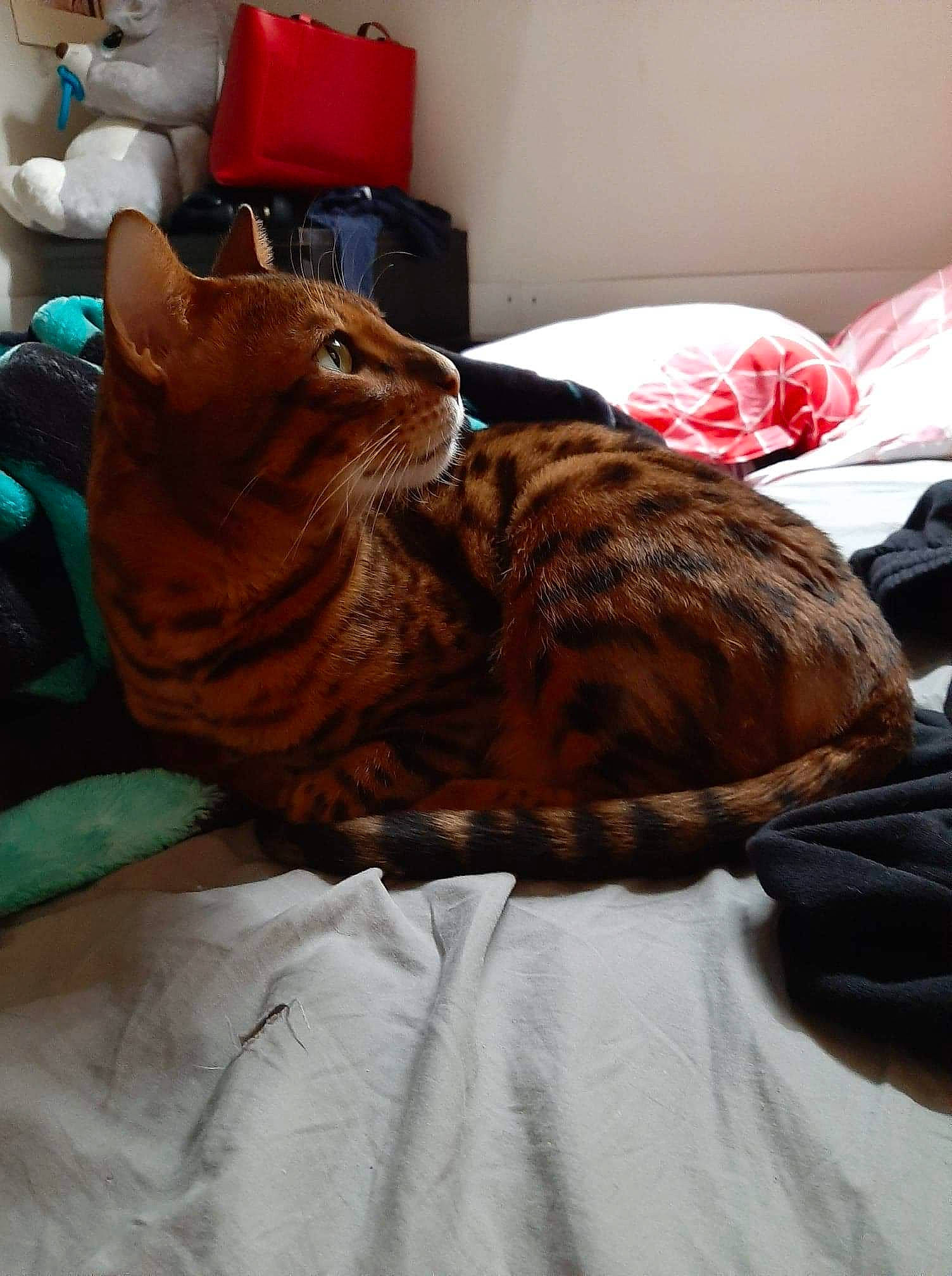 Ice participe au concours pour gagner de l'argent avec cette photo : american_shorthair, bengal, carnivore, cat, domestic_short_haired_cat, european_shorthair, felidae, fur, furniture, room, small_to_medium_sized_cats, tabby_cat, toyger, whiskers