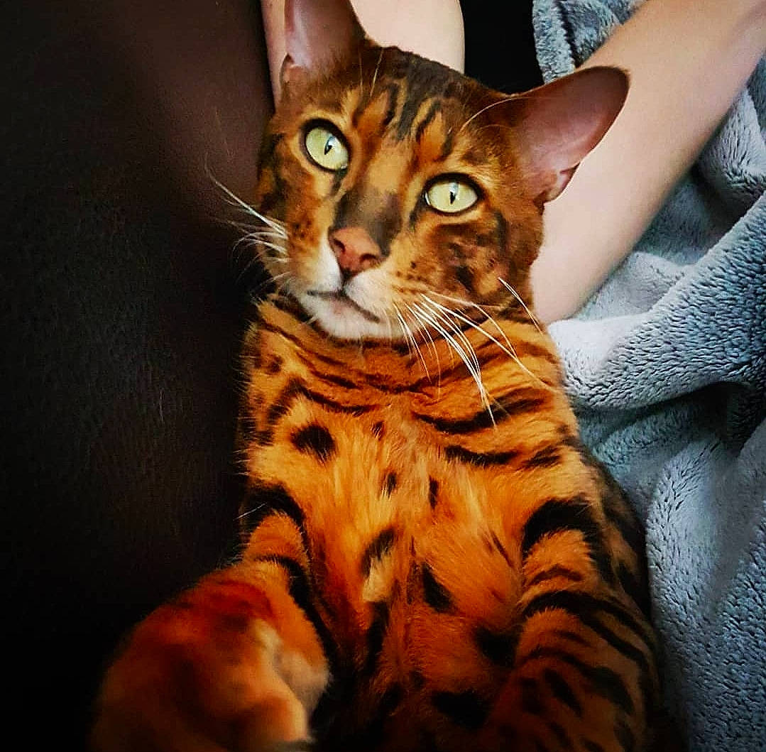 Ice a rejoint le concours — aidez-le/la à gagner de superbes lots ! asian, bengal, california_spangled, carnivore, cat, dragon_li, egyptian_mau, european_shorthair, felidae, kitten, mammal, ocicat, savannah, small_to_medium_sized_cats, sokoke, tabby_cat, toyger, vertebrate, whiskers, wildlife