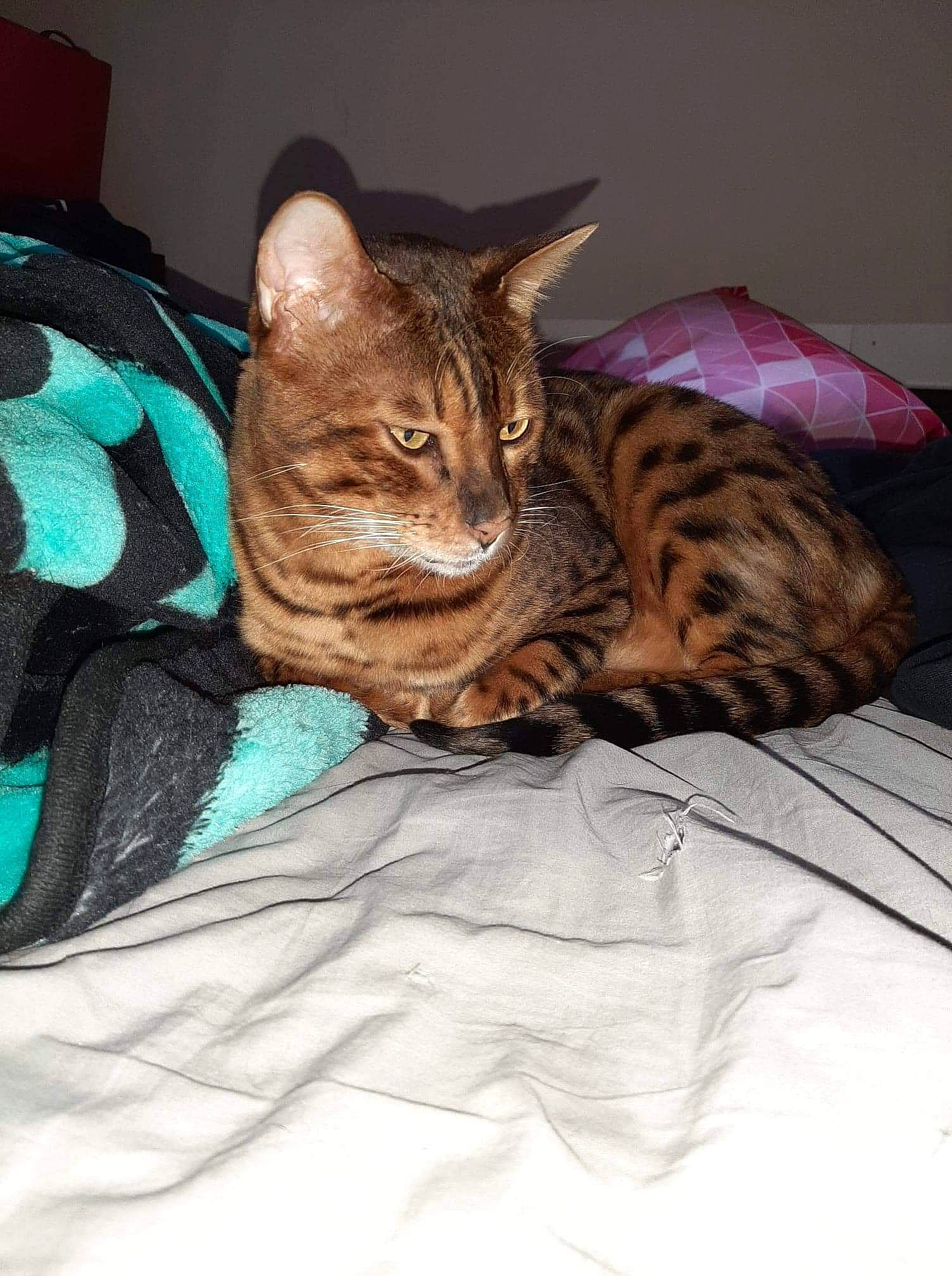 Ice participe au concours pour gagner de l'argent avec cette photo : american_shorthair, asian, bengal, california_spangled, carnivore, cat, chausie, domestic_short_haired_cat, dragon_li, egyptian_mau, european_shorthair, felidae, kitten, mammal, ocicat, small_to_medium_sized_cats, tabby_cat, toyger, vertebrate, whiskers