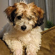 Maya a rejoint le concours — aidez-le/la à gagner de superbes lots ! animal, brown_couch, companion, cozy, curly_hair, curtains, cute, dog, domestic, fluffy, fur, furniture, indoor, pet, plant, puppy, relaxed, resting, small_dog, young_dog