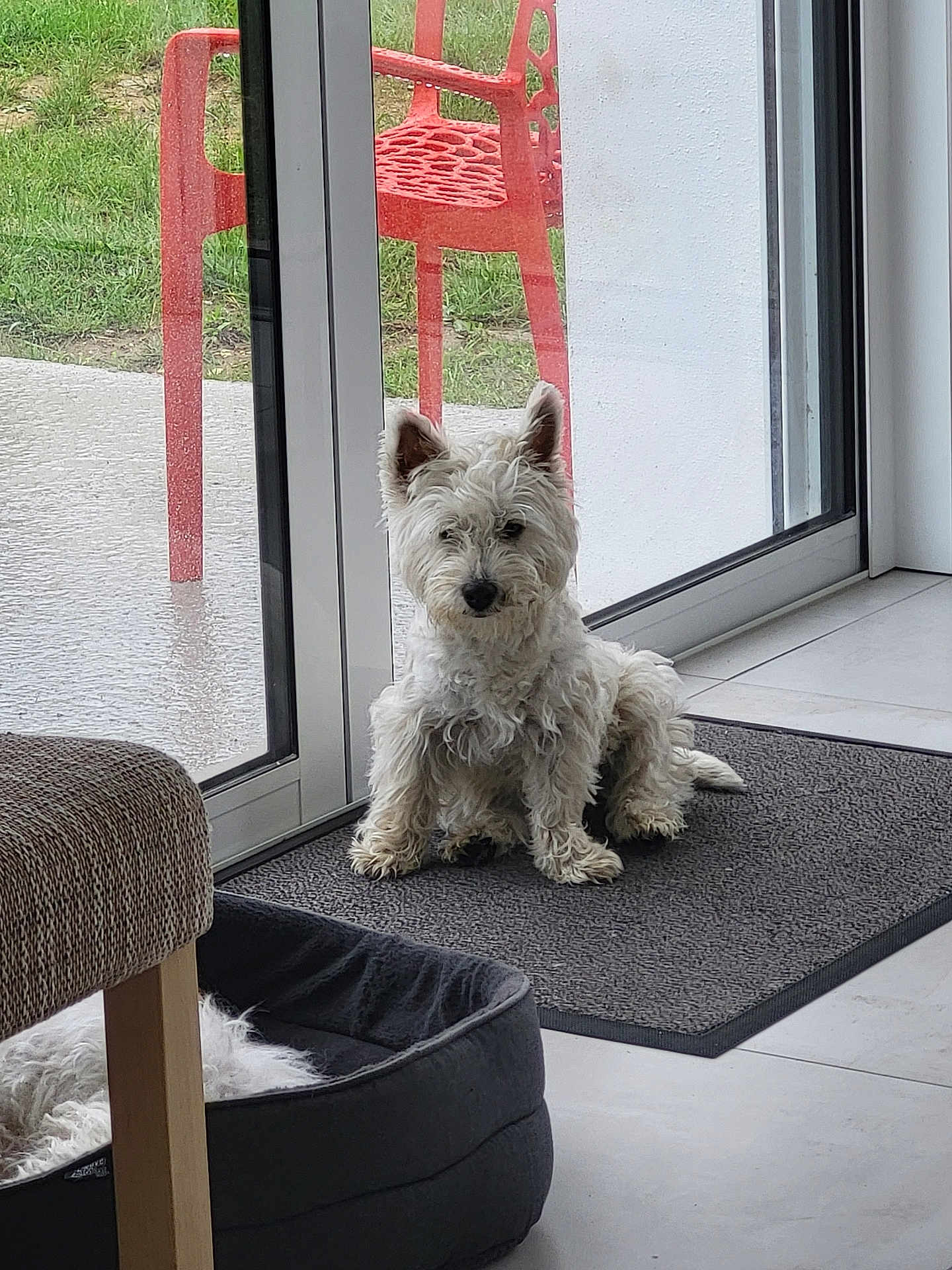 Galine a rejoint le concours — aidez-le/la à gagner de superbes lots ! animal, companion, cute, daylight, dog, dog_bed, furniture, glass_door, grass, home, indoor, pet, quiet, red_chair, resting, rug, small_dog, tile_floor, white_dog, window