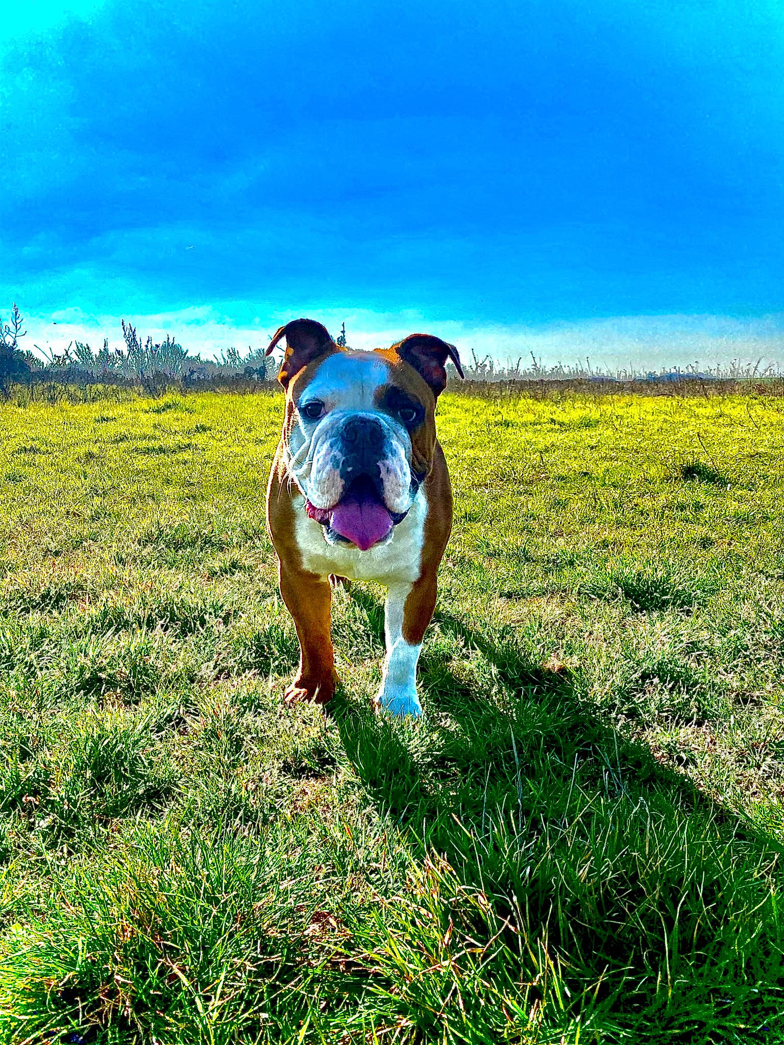 Junito a rejoint le concours — aidez-le/la à gagner de superbes lots ! agriculture, ball, carnivore, companion_dog, dog, dog_breed, fawn, grass, grassland, happy, horizon, landscape, natural_landscape, people_in_nature, plant, sky, sporting_group, sunlight, tree, working_animal