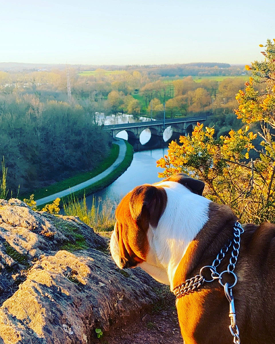 Junito participe au concours pour gagner de l'argent avec cette photo : carnivore, companion_dog, dog, dog_breed, dog_collar, fawn, grass, happy, horizon, landscape, light, morning, natural_landscape, people_in_nature, plant, sky, sunlight, tree, water, working_animal
