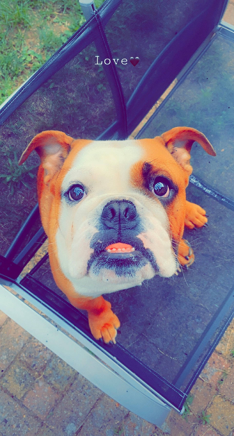 Junito a rejoint le concours — aidez-le/la à gagner de superbes lots ! art, bulldog, canidae, carnivore, companion_dog, dog, dog_breed, dog_collar, fawn, flooring, grass, puppy_love, rectangle, snout, sporting_group, square, toy_dog, working_animal, working_dog, wrinkle