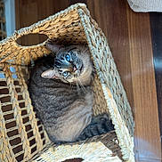 Theodore is registered to the contest to win money with this photo: cat, blue_eyes, basket, woven, cozy, indoor, wooden_floor, curious, pet, feline, resting, light_and_shadow, home, animal, close_up, domestic, cute, looking_up, texture, relaxation