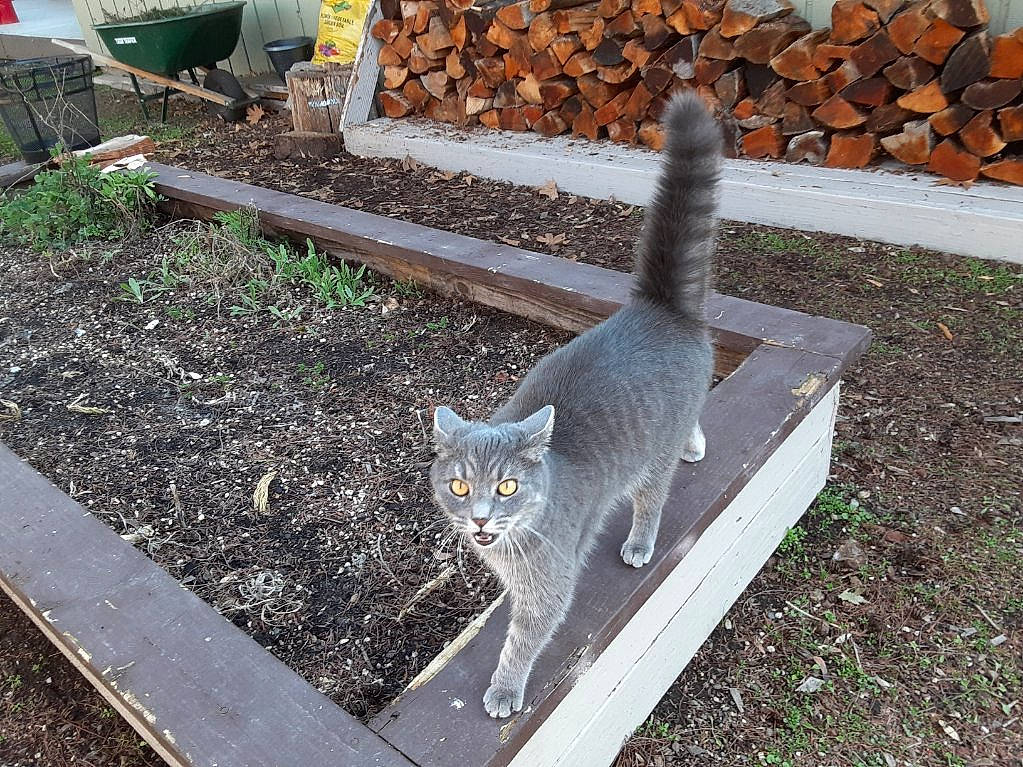 Macy is registered to the contest to win money with this photo: carnivore, cat, domestic_short_haired_cat, felidae, fur, grass, grey, groundcover, plant, road_surface, roof, sidewalk, small_to_medium_sized_cats, snout, soil, tail, whiskers