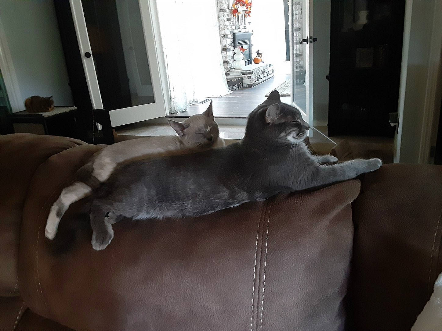 Macy is registered to the contest to win money with this photo: carnivore, cat, comfort, couch, dog_breed, door, fawn, felidae, floor, grey, hardwood, living_room, mammal, small_to_medium_sized_cats, snout, studio_couch, tail, vertebrate, whiskers, wood