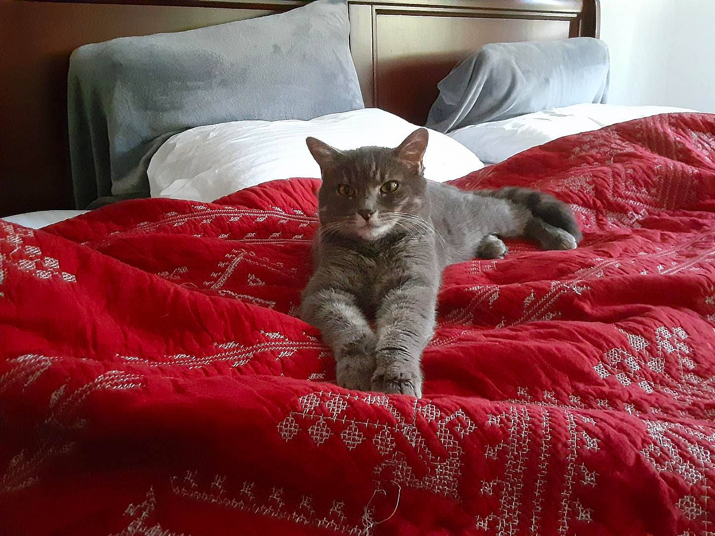 Macy joined the competition — help win amazing prizes! bed, bed_sheet, bedding, bedroom, carnivore, cat, comfort, felidae, flooring, furniture, grey, linens, pillow, room, small_to_medium_sized_cats, tail, textile, throw_pillow, whiskers, wood