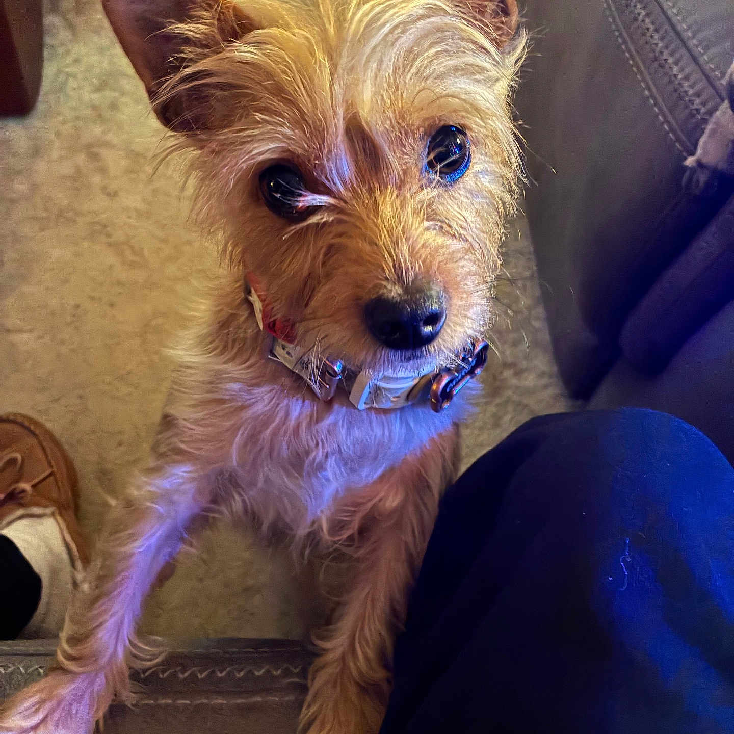 Charlie joined the competition — help win amazing prizes! animal, brown_fur, canine, carpet, close_up, collar, companion, couch, curious, cute, dog, ears, face, friendly, fur, indoor, looking_up, paw, pet, small_dog