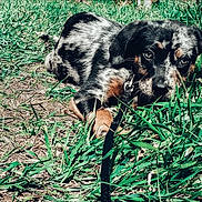 Willow joined the competition — help win amazing prizes! puppy, dog, grass, outdoor, animal, pet, cute, black, white, brown, fur, leash, young, laying, nature, playful, eyes, canine, adorable, sunlight