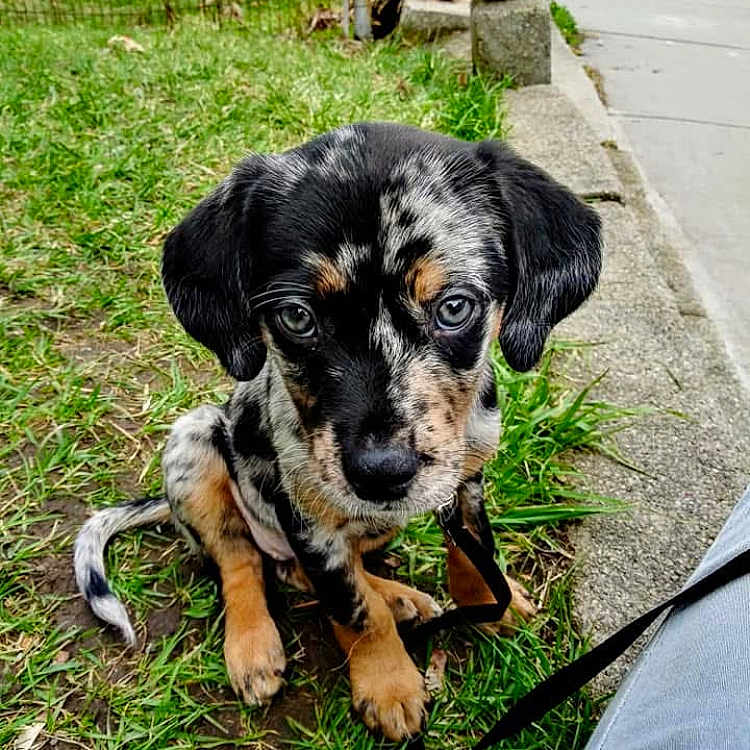 Willow is registered to the contest to win money with this photo: animal, black_and_tan, curious, cute, daylight, dog, ears, eyes, fur, grass, leash, nature, nose, outdoor, pet, puppy, sidewalk, sitting, spotted, young