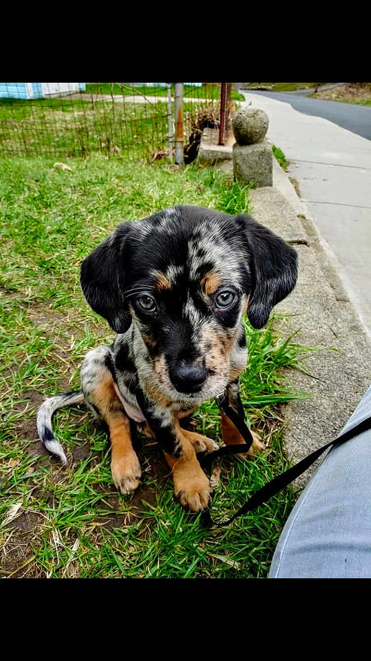 Willow is registered to the contest to win money with this photo: puppy, dog, grass, sidewalk, leash, outdoor, cute, pet, animal, young, black_and_tan, spotted, sitting, fur, ears, nose, eyes, nature, daylight, curious