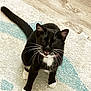 cat, tuxedo_cat, black_and_white, whiskers, pet, indoor, collar, fur, animal, mammal, sitting, meowing, rug, floor, cute, domestic_cat, playful, tail, white_paws, pink_collar