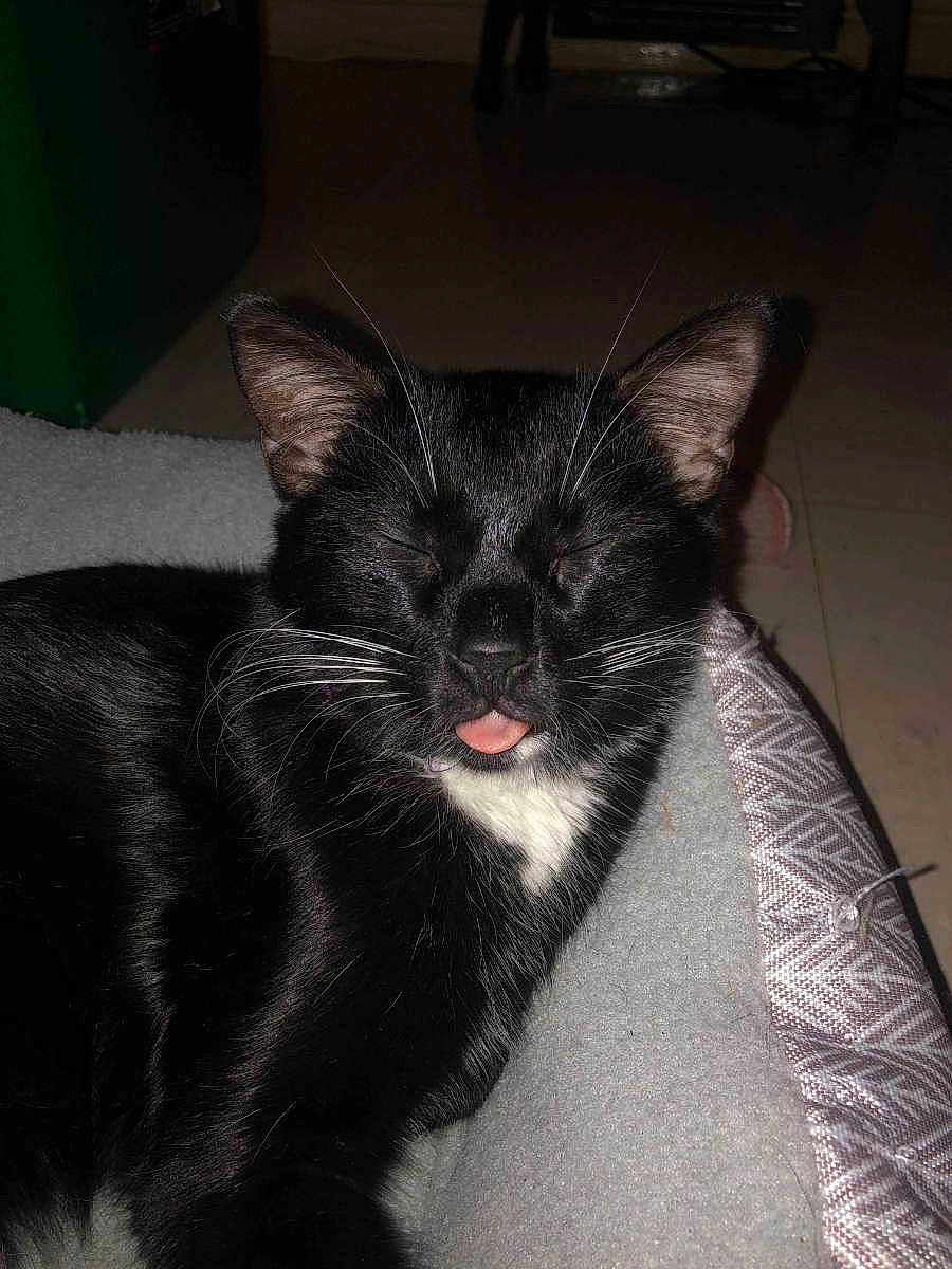 Maku is registered to the contest to win money with this photo: cat, black_cat, white_chest, tongue_out, closed_eyes, whiskers, pet_bed, indoor, resting, sleepy, fur, animal, cute, domestic_cat, cozy, soft_texture, relaxed, close_up, feline, home