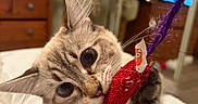 Luna joined the competition — help win amazing prizes! cat, toy, mouse, string, hand, bedroom, lamp, dresser, mirror, furniture, pet, indoor, playing, animal, cute, close_up, whiskers, fur, eyes, paws