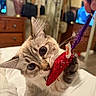cat, toy, mouse, string, hand, bedroom, lamp, dresser, mirror, furniture, pet, indoor, playing, animal, cute, close_up, whiskers, fur, eyes, paws