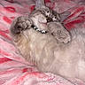 Luna is registered to the contest to win money with this photo: cat, sleeping, fluffy, pet, feline, cute, cozy, blanket, pink, soft, relaxed, domestic_animal, fur, whiskers, paws, animal, indoor, resting, cute_pet, adorable