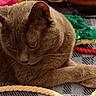 animal, background, brown_cat, cat, close_up, cozy, domestic_animal, feline, fur, indoor, paw, pet, relaxed, resting, rope, sleepy, soft_texture, textile, whiskers, yellow_eyes