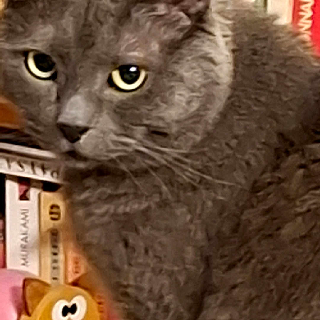 Balou participe au concours pour gagner de l'argent avec cette photo : cat, gray_cat, bookshelf, books, figurine, toy, yellow_eyes, curious, indoor, pet, feline, face, whiskers, ears, fur, closeup, sitting, decor, reading_material, animal