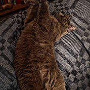 Balou participe au concours pour gagner de l'argent avec cette photo : animal, blanket, books, bookshelf, brown, cat, clutter, cozy, ears, feline, fur, furniture, home, indoor, lying_down, pattern, paw, pet, relaxed, resting