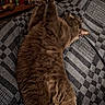 animal, blanket, books, bookshelf, brown, cat, clutter, cozy, ears, feline, fur, furniture, home, indoor, lying_down, pattern, paw, pet, relaxed, resting
