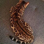 Ayron a rejoint le concours — aidez-le/la à gagner de superbes lots ! cat, bengal_cat, animal, pet, fur, pattern, spotted, striped, tail, ear, lying_down, carpet, floor, indoor, mammal, whiskers, feline, domestic_animal, resting, texture