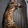 Ayron a rejoint le concours — aidez-le/la à gagner de superbes lots ! cat, bengal_cat, spotted, lying_down, relaxed, pet, indoor, blanket, grey, fur, paw, tail, cozy, couch, animal, mammal, whiskers, ears, sleepy, domestic_cat
