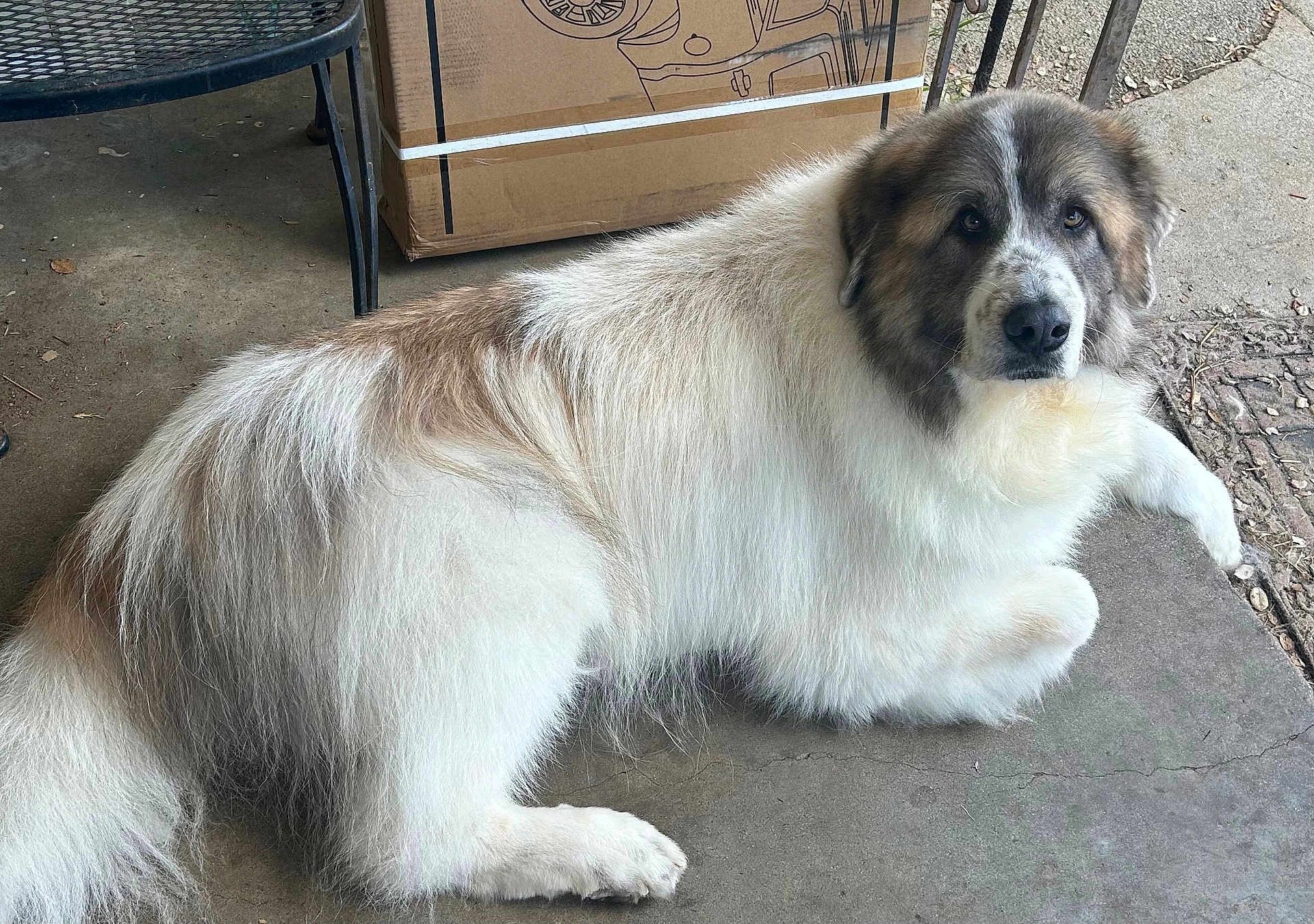 Maximus joined the competition — help win amazing prizes! dog, large_dog, fluffy, porch, concrete, cardboard_box, metal_table, brown_and_white, lying_down, resting, face, eyes, paw, tail, fur, pet, outdoor, calm, mammal, portrait