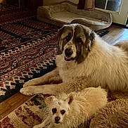 Maximus joined the competition — help win amazing prizes! dog, small_dog, large_dog, pet, living_room, rug, carpet, dog_bed, hardwood_floor, furry, portrait, pair, brown_white_fur, gaze, eyes, muzzle, whiskers, indoor, cozy, furniture