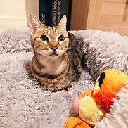 Popcorn a rejoint le concours — aidez-le/la à gagner de superbes lots ! cat, tabby_cat, pet, fluffy_bed, plush_toy, indoor, curious, feline, animal, cozy, soft_texture, orange, gray, striped, cute, relaxed, toy, domestic_cat, resting, closeup