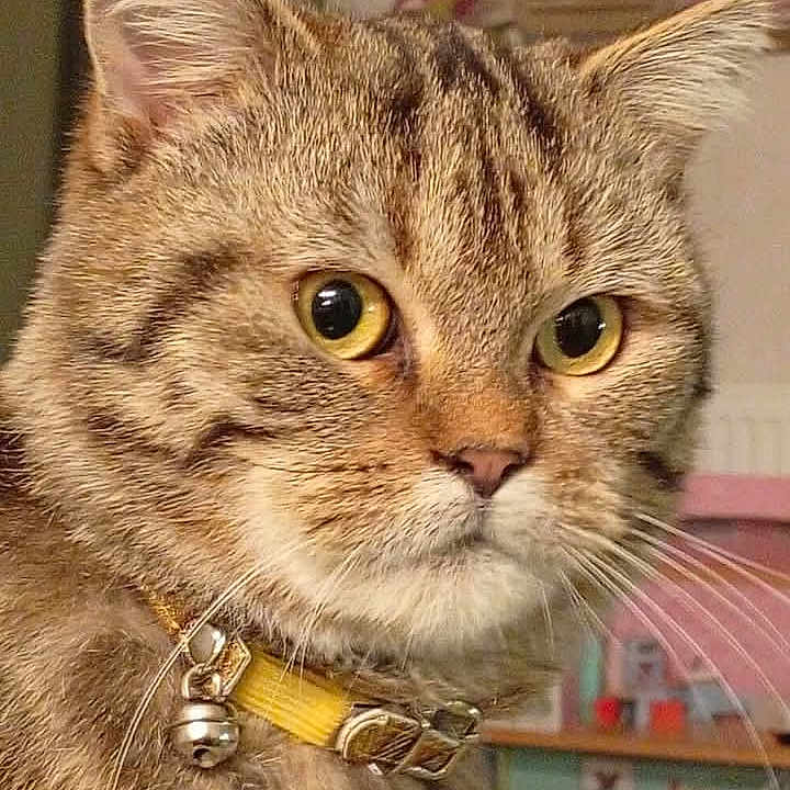 Léon participe au concours pour gagner de l'argent avec cette photo : abyssinian, accessories, angora, animal, blade, bracelet, cat, collar, dagger, egyptiancat, jewelry, kitten, knife, leash, manx, necklace, pet, snout, strap, weapon