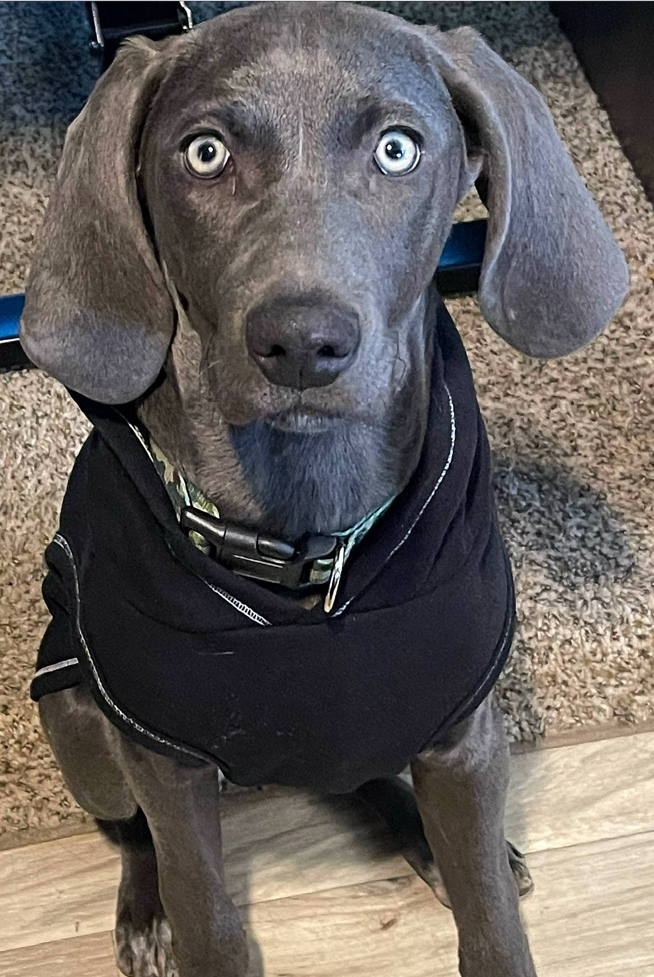 Reba joined the competition — help win amazing prizes! borador, canidae, carnivore, collar, companion_dog, dog, dog_breed, dog_collar, electric_blue, fashion_accessory, firefighter, gun_dog, hat, hunting_dog, liver, pet_supply, snout, sporting_group, whiskers, working_animal