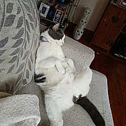 Stripes is registered to the contest to win money with this photo: black_fur, blanket, cat, collectibles, couch, cozy, decor, furniture, indoor, pattern, pet, purple_collar, relaxed, resting, shelf, skull, sleeping, stack, white_fur, wooden_floor